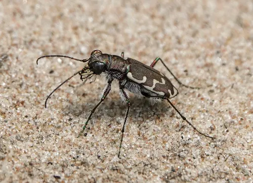Bronzed Tiger Beetle - photo 3
