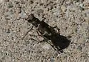 Senile Tiger Beetle - Cicindela senilis