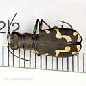Senile Tiger Beetle - photo 2