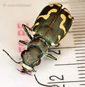 Senile Tiger Beetle - photo 3