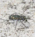 Senile Tiger Beetle - photo 4