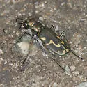 Senile Tiger Beetle - photo 5