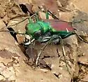 Splendid Tiger Beetle - Cicindela splendida