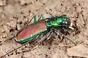 Splendid Tiger Beetle - photo 2
