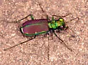Splendid Tiger Beetle - photo 3