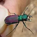 Splendid Tiger Beetle - photo 4