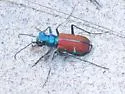 Splendid Tiger Beetle - photo 5