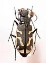 Short-legged Tiger Beetle - Cicindela tenuicincta