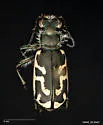 Short-legged Tiger Beetle - photo 2