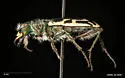 Short-legged Tiger Beetle - photo 3