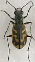 Short-legged Tiger Beetle - photo 4