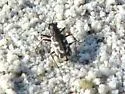 Short-legged Tiger Beetle - photo 5