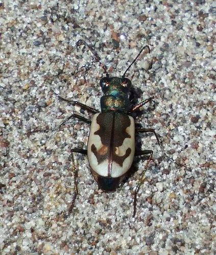 Colorado Dune Tiger Beetle - Cicindela theatina
