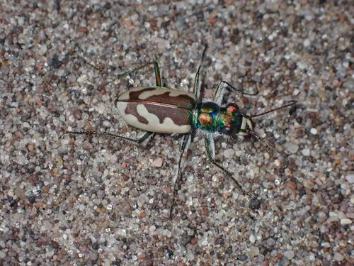 Colorado Dune Tiger Beetle - photo 2