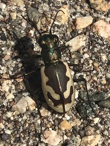 Colorado Dune Tiger Beetle - photo 3