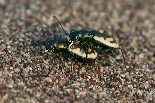 Colorado Dune Tiger Beetle - photo 4