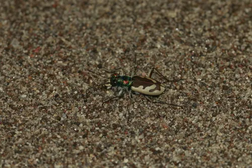 Colorado Dune Tiger Beetle - photo 5