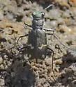Cicindela timbisha - photo 2