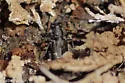 Cicindela timbisha - photo 3