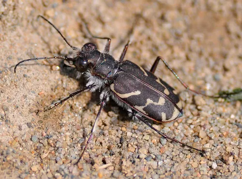 Oblique-lined Tiger Beetle