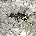 Williston's Tiger Beetle - Cicindela willistoni