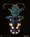 Williston's Tiger Beetle - photo 2