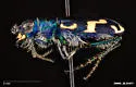 Williston's Tiger Beetle - photo 3