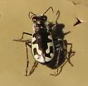 Williston's Tiger Beetle - photo 4