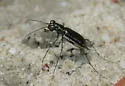 Eastern Pinebarrens Tiger Beetle