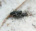 Eastern Pinebarrens Tiger Beetle - photo 2