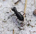 Eastern Pinebarrens Tiger Beetle - photo 3