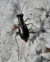 Eastern Pinebarrens Tiger Beetle - photo 4