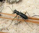 Eastern Pinebarrens Tiger Beetle - photo 5