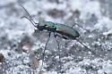 Miami tiger beetle