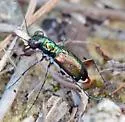 Miami tiger beetle - photo 2