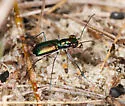 Miami tiger beetle - photo 3
