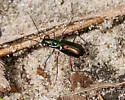 Miami tiger beetle - photo 4
