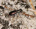Miami tiger beetle - photo 5