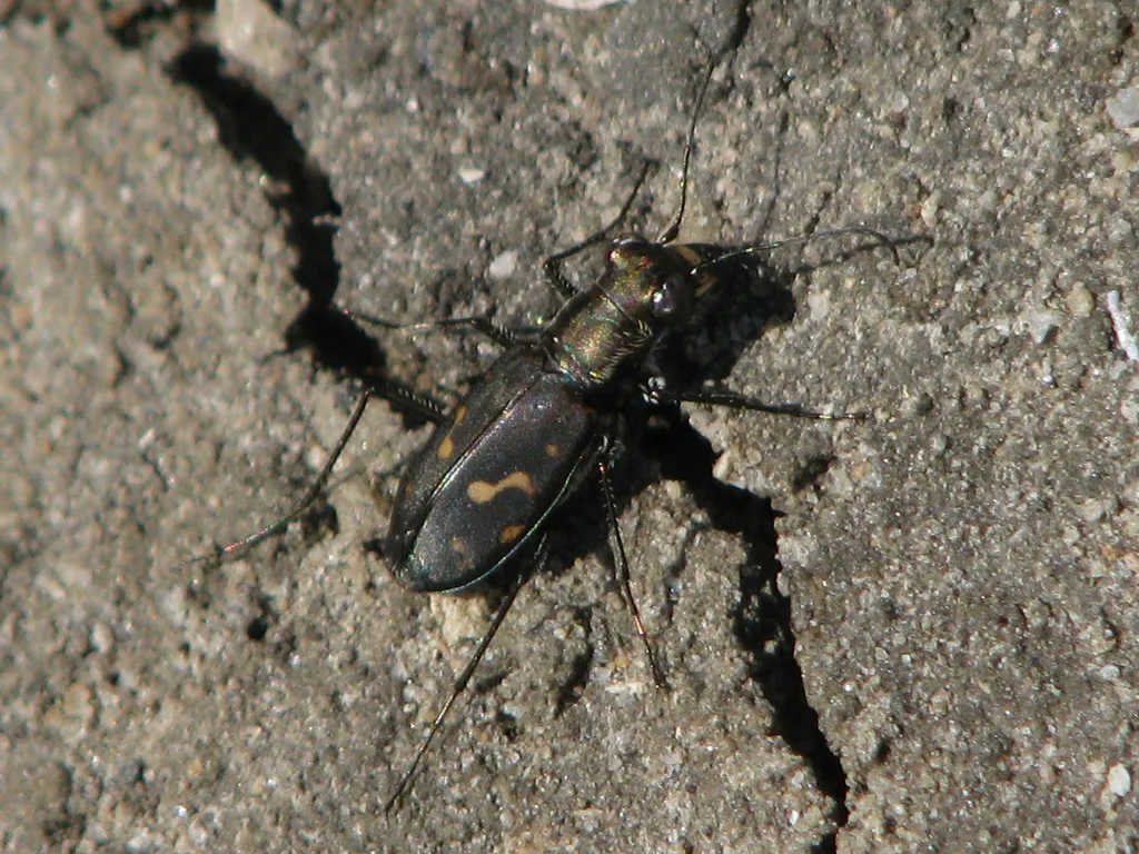 Wetsalts Tiger Beetle - photo 2