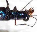 Highlands Tiger Beetle