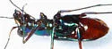 Highlands Tiger Beetle - photo 2