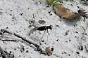 Highlands Tiger Beetle - photo 3