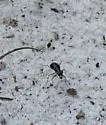 Highlands Tiger Beetle - photo 4