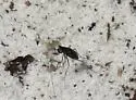 Highlands Tiger Beetle - photo 5