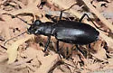 Horn's Tiger Beetle
