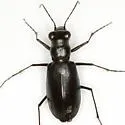 Horn's Tiger Beetle - photo 2