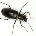 Horn's Tiger Beetle - photo 3