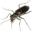 Horn's Tiger Beetle - photo 4