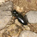 Horn's Tiger Beetle - photo 5