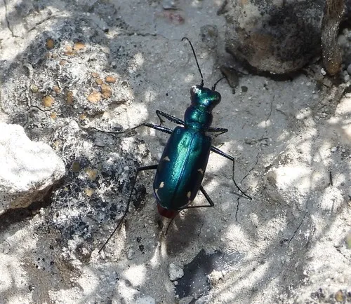 Cicindelidia laetipennis